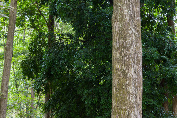 Teak tree in the forest 