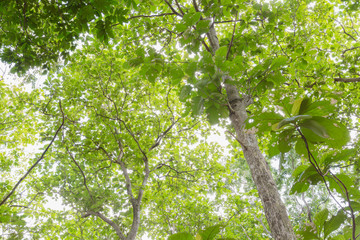Low angle view of Teakwood tree branch and leaf as background beautiful