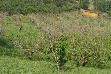 Mulberry trees farm