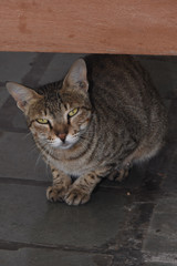 Cat waiting for bread