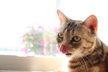 上目遣いで舌をぺろりと出す猫アメリカンショートヘアー