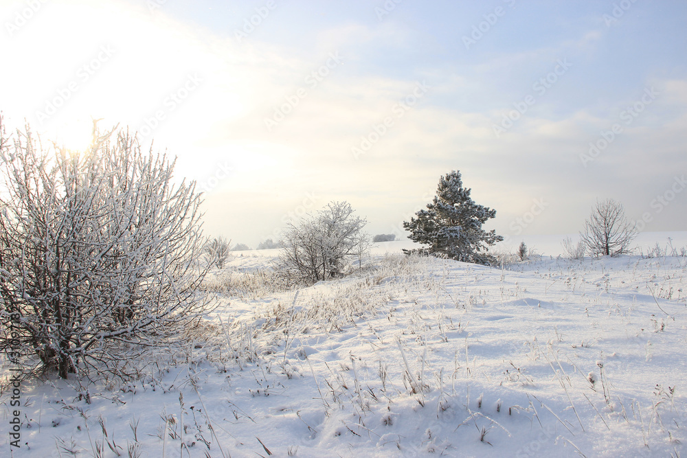 Wall mural winter day.field covered and bushes covered with snow