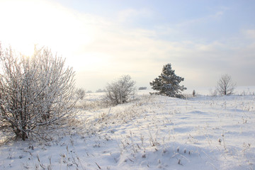Winter day.Field covered and bushes covered with snow