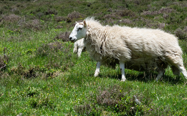 Obraz premium sheep and lamb