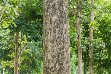 Teak tree in the forest