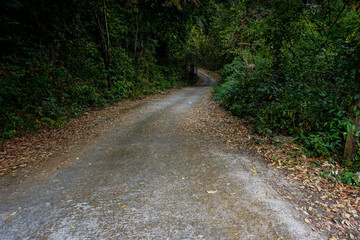 Downhill road in the forest