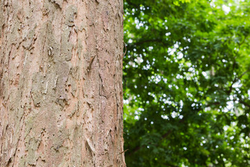 Teak tree in the forest with blurred background