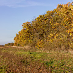 Autumn forest dominated by autumn with an abundance of Golden-yellow colors and sunlight.