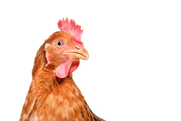 Portrait of a curious chicken, closeup, isolated on white background