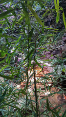 Young bamboo trees . Nature backdrop.A small pond with water in the background.