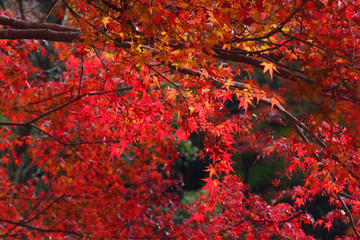 Dramatic pattern of maple leaves tree in the forest, abstract and pattern concept