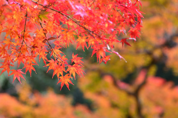 Close-up maple leaves in the forest on nature background