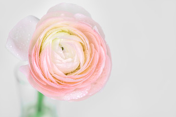 close up of fresh pink rose flower with water drops