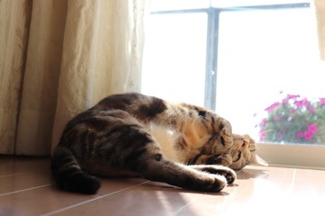 窓辺で可愛い寝姿の猫アメリカンショートヘアー