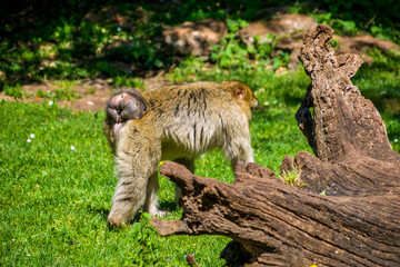 Macaque de Barbarie