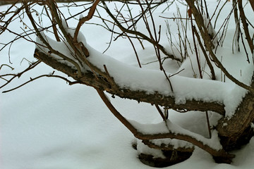 tree in winter
