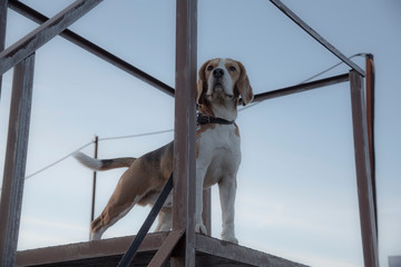 Beagle ready to hunt