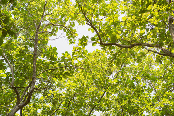 fresh Teakwood tree branch and leaf as background beautiful