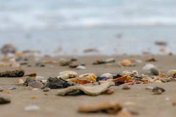 Fototapeta na wymiar Shells along the beach boys lost.