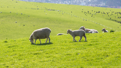 Obraz premium Little sheeps. Farming and Harvest in New Zealand. Merino sheep. . Akaroa, New Zealand.