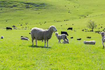 Little sheeps. Farming and Harvest in New Zealand. Merino sheep. . Akaroa, New Zealand.
