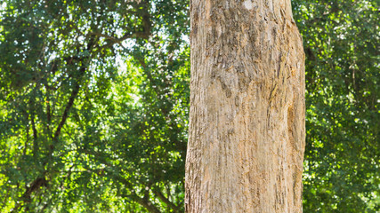 Teak tree in the forest with blurred background
