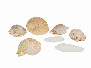Close-up Sea Shells isolated on white background.