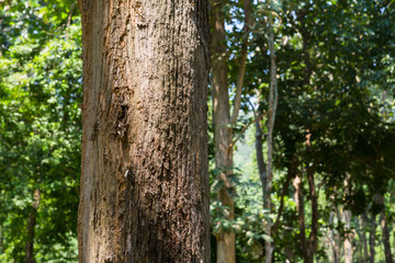 Teak tree in the forest with blurred background