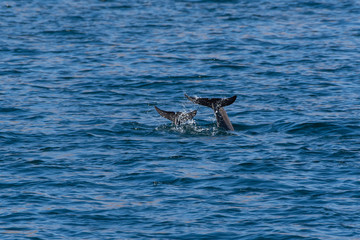 Fototapeta premium Indo-pacific humpback dolphins (sousa chinensis) showing tail fin in Musandam, Oman near Khasab in the Fjords jumping in and out of the water by Dhow Boats.