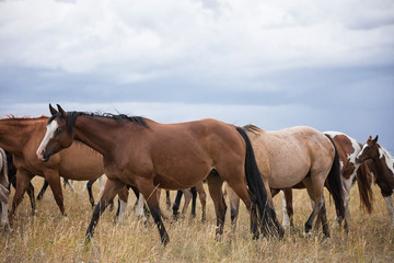 Obraz premium Horse Herd