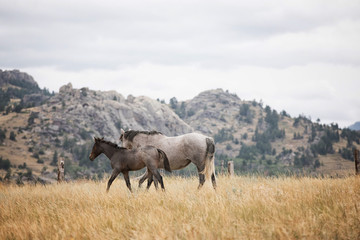 Horse Herd