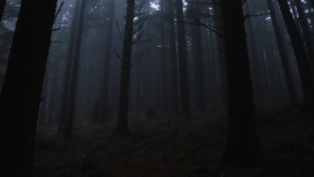 Dark woods with big tall trees and grey thick fog.