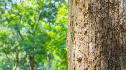 Obraz premium bark of a tree