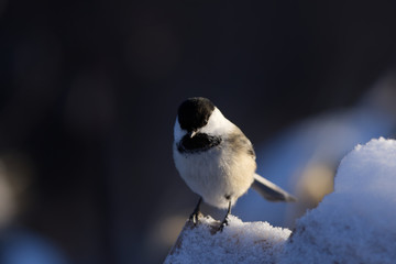 Naklejka premium Black-capped Chickadee Perched on a Snow Bank