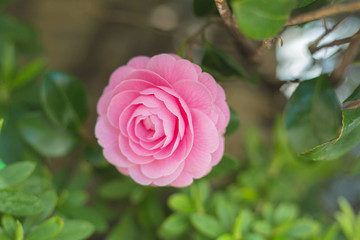 Japanese camellia is perfect in every petal
