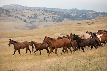 Horse Herd