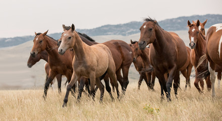 Running Horse