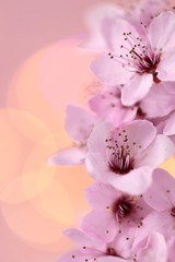 cherry flower macro. Spring floral background. Blooming cherry close-up on a light pink delicate background with yellow bokeh. copy space.Sprigs of cherry blossoms. nature flowering background