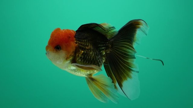 Black body goldfish swimming on green background. 