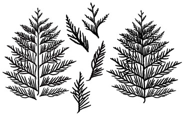 Silhouette of branch thuja, set. Ornamental tree. Separate elements. Vector illustration.