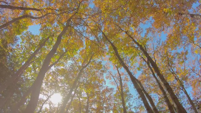 美しく紅葉した木と青空