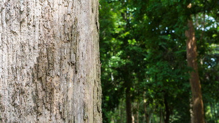 Obraz premium Teak tree in the forest 