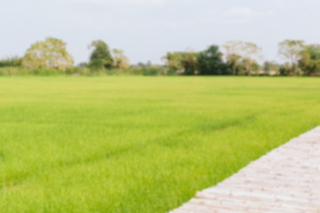 Green Rice Field Blurred Background
