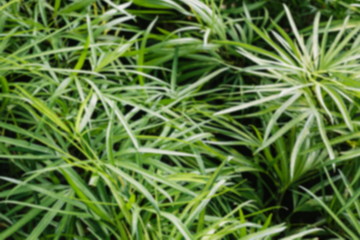 Fototapeta na wymiar Blurred Background green leaves of tropical tree
