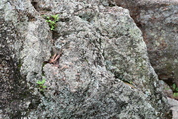 a close-up shot on newly emerged seedlings between small cracks on rough rocks, depicting the endurance of life