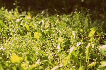 Green grass in early morning covered with water drops. Natural abstract background retro style toned