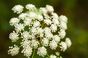 Beetles on a flowering weed.