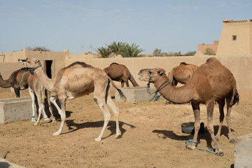 Kamel in der W&uuml;ste
