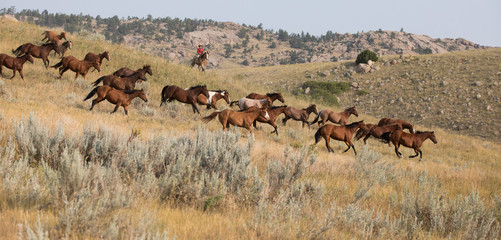 Fototapeta na wymiar Horse Herd
