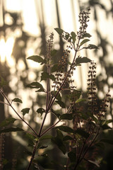 flowers in the garden